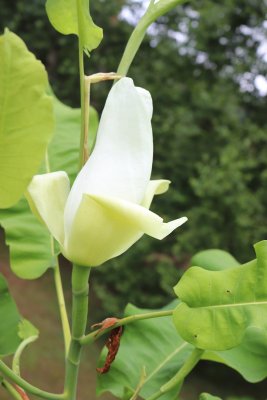 Magnolia macrophylla ssp. ashei - šácholan velkolistý 4